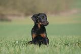 BEAUCERON - PUPPIES 416